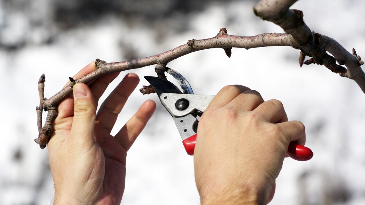 arboles frutales poda