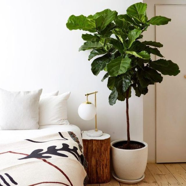 Ficus lyrata