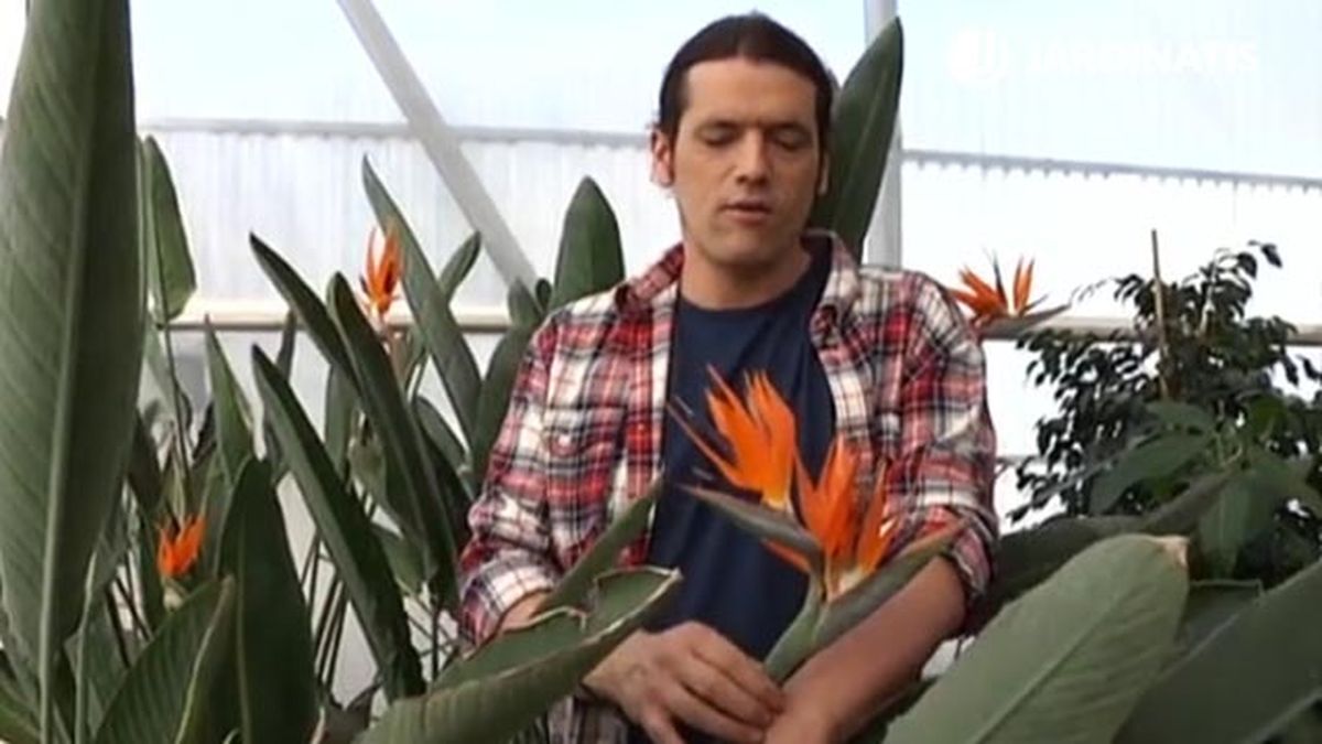 flores del ave paraiso strelitzia reginae deco 487 jardin