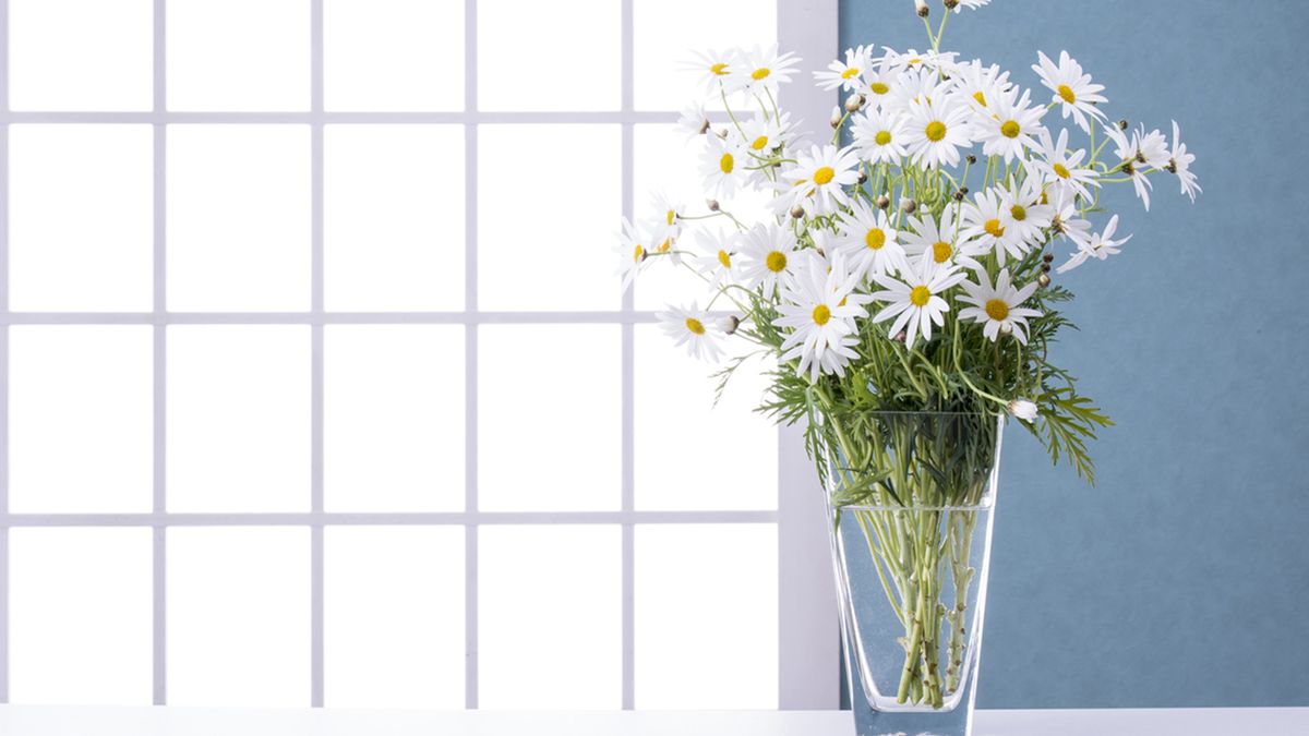 significado margaritas en san valentin