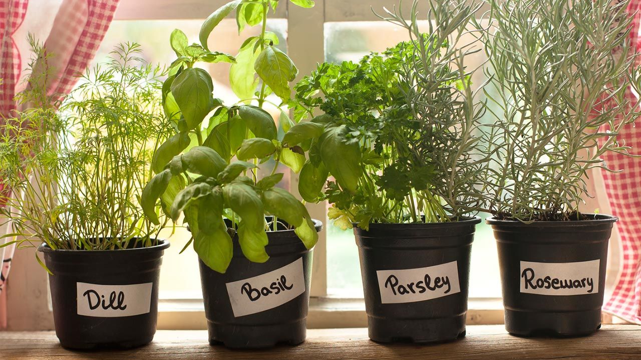 plantar hierbas aromaticas marzo