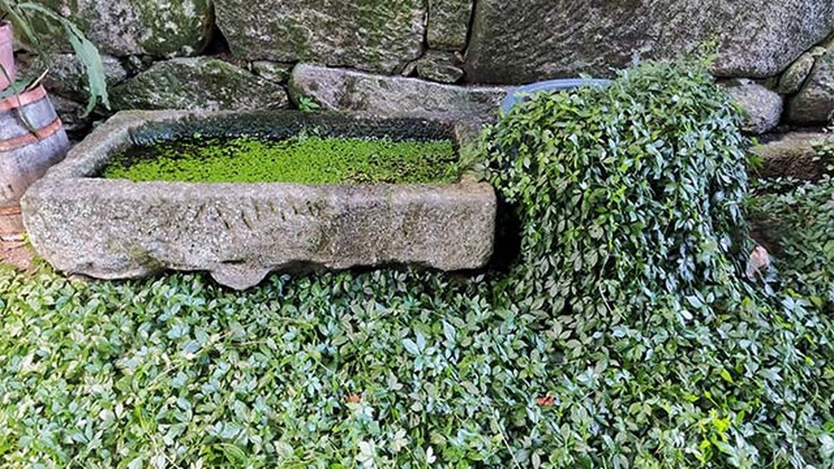 cultivo jiaogulan gynostemma pentaphyllum diario dun neno labrego