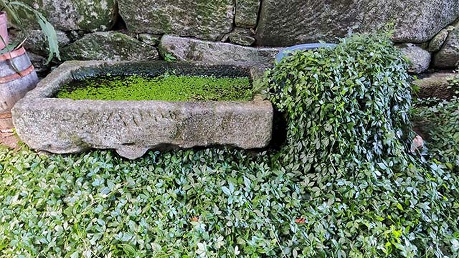 cultivo jiaogulan gynostemma pentaphyllum diario dun neno labrego