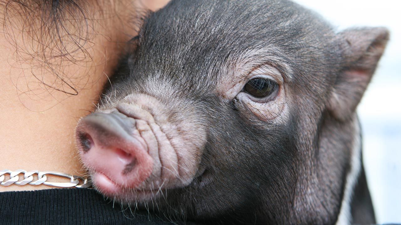 derechos animales 2