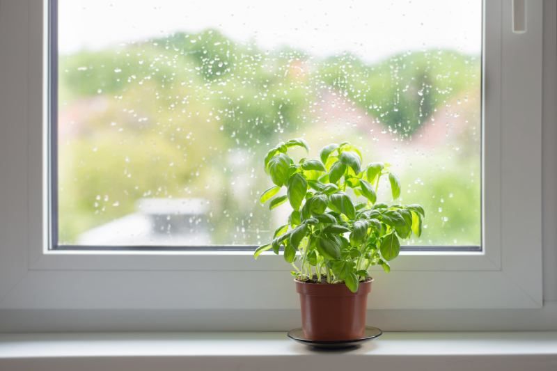 La albahaca en el alféizar aporta un aroma fresco y un toque verde
