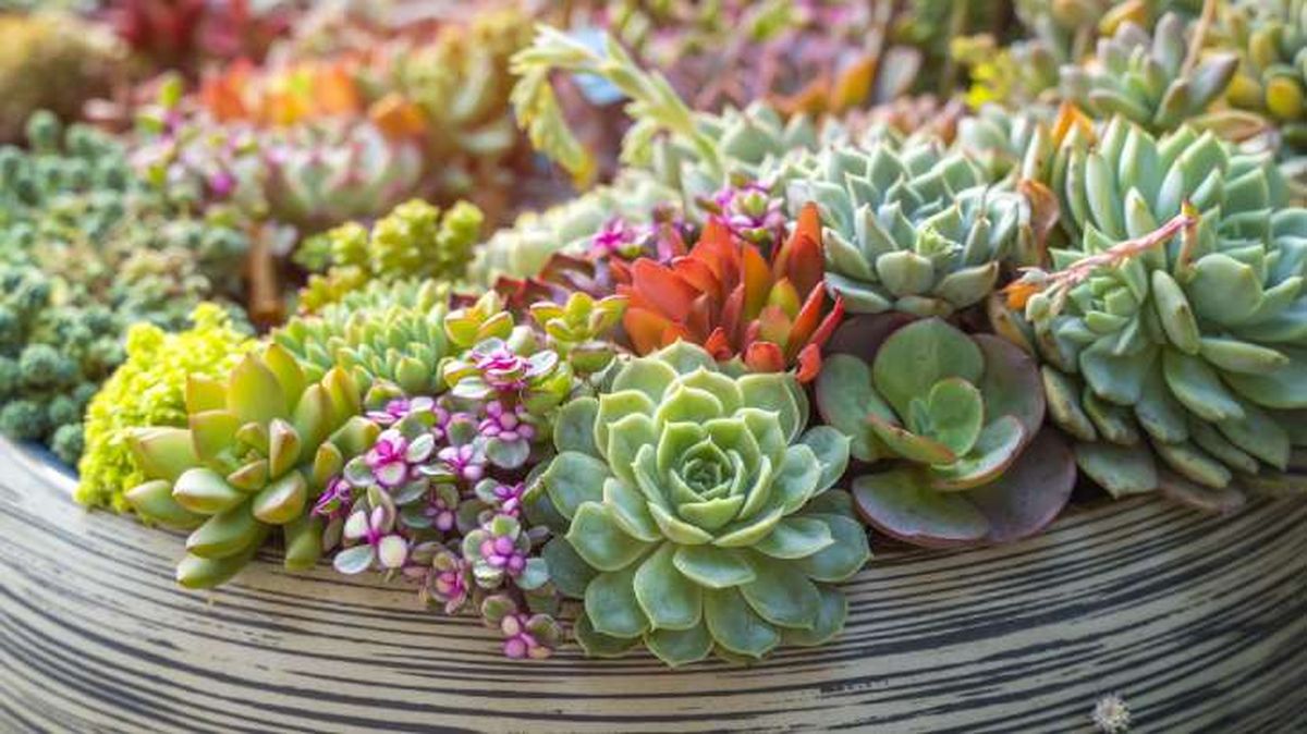 cactus suculentas plantas crasas plagas enfermedades