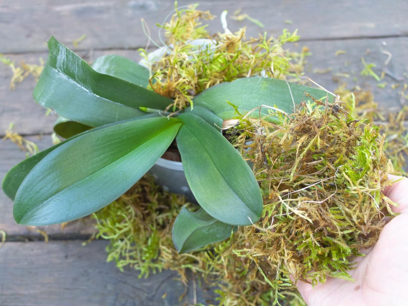 Musgo Sphagnum.