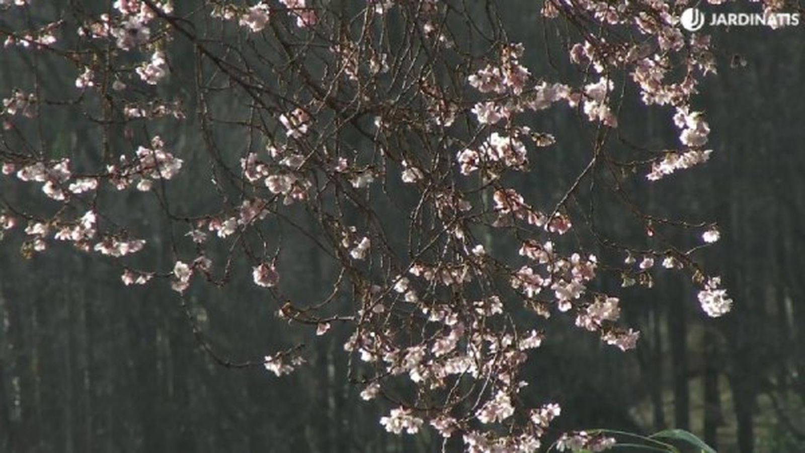 Prunus subhirtella Autumnalis, el cerezo que florece en otoño e invierno.