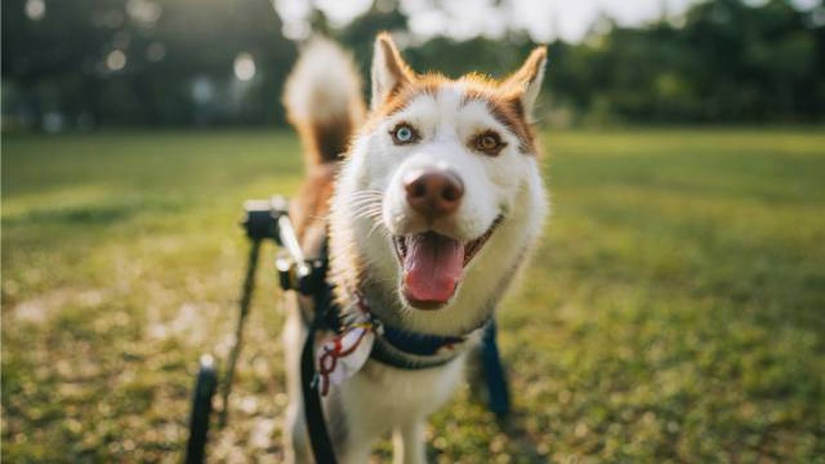 ejercicios fisioterapia perros problemas movilidad