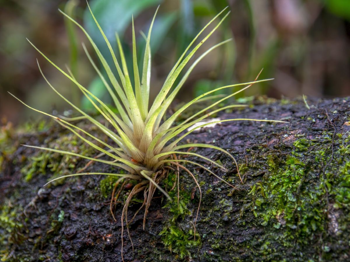 Crecen sobre árboles o rocas en su hábitat natural.