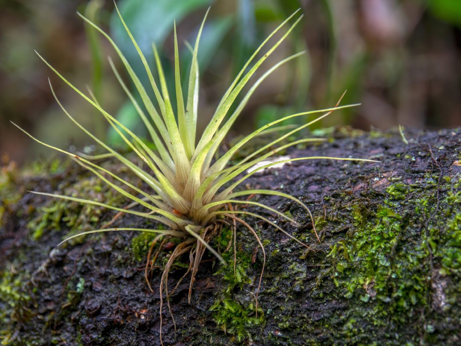 Crecen sobre árboles o rocas en su hábitat natural.