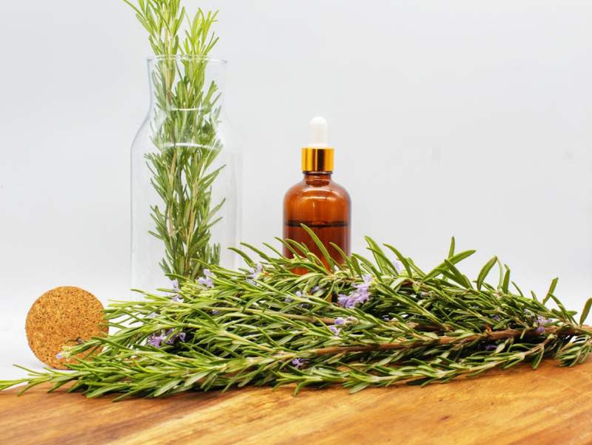 El romero tienen muchas propiedades