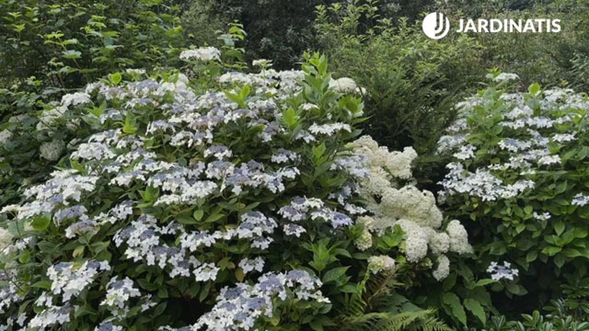 hortensia lacecap necesitan humedad y sombra jardinatis