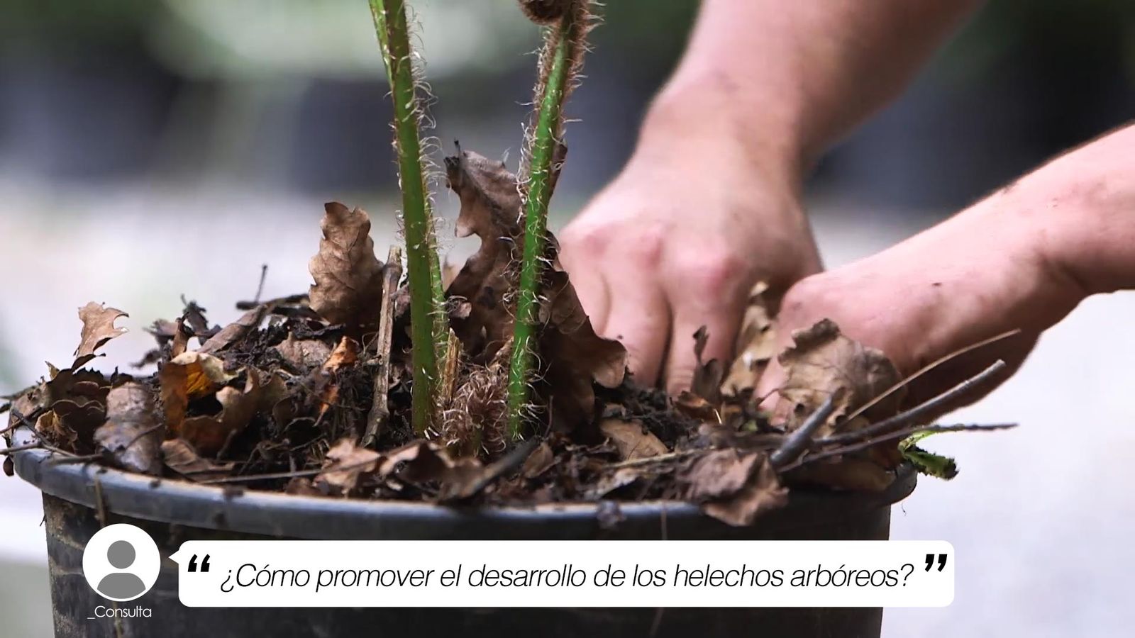 brico 1006 como promover el desarrollo helechos arboreos xl