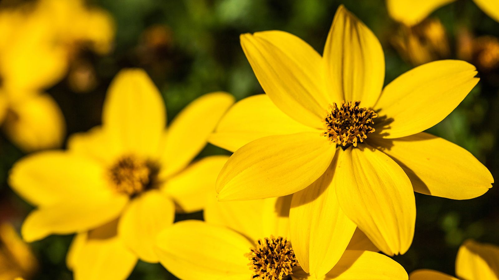 Cuidados y variedades de bidens