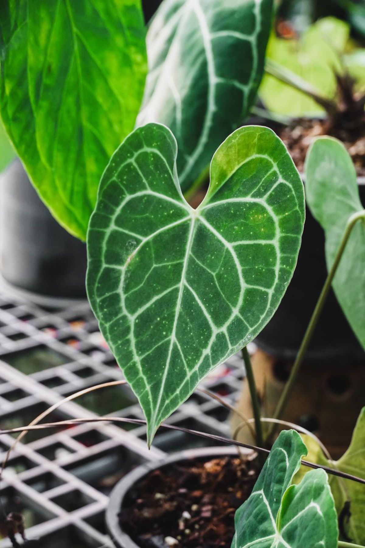 Las nerviaciones del anturio cristalino son muy llamativas