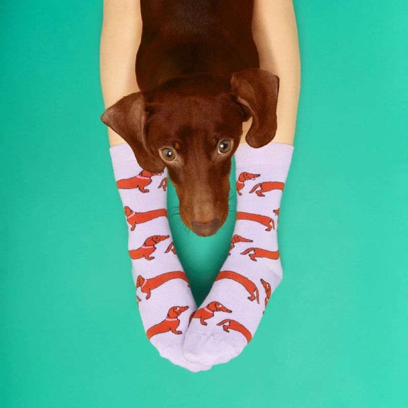 Calcetines con simpáticos perros salchicha