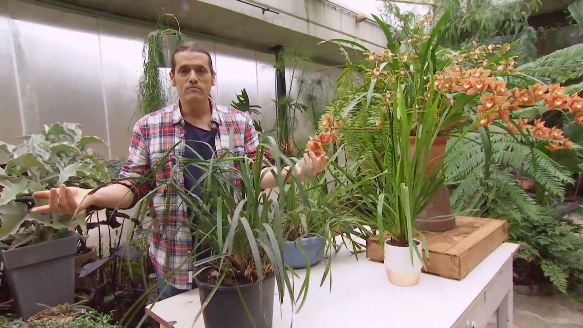 deco 681 orquideas invierno cymbidium sin flor