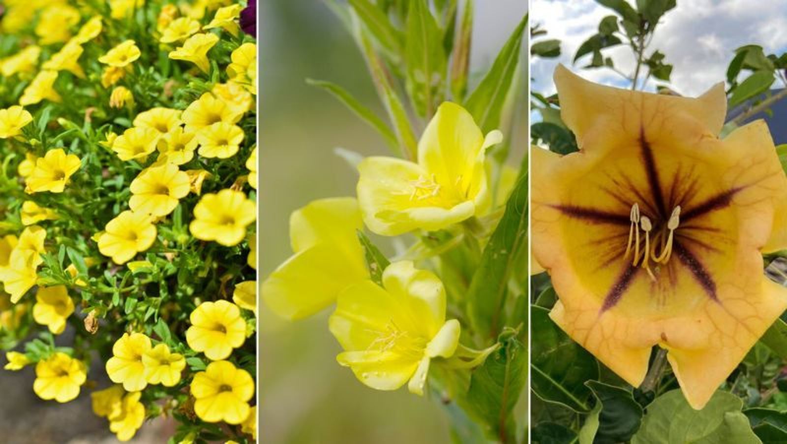De izq. a drch.: calibrachoa, onagra y solandra.