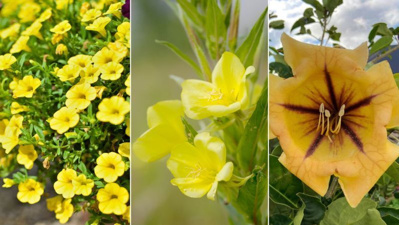 De izq. a drch.: calibrachoa, onagra y solandra.