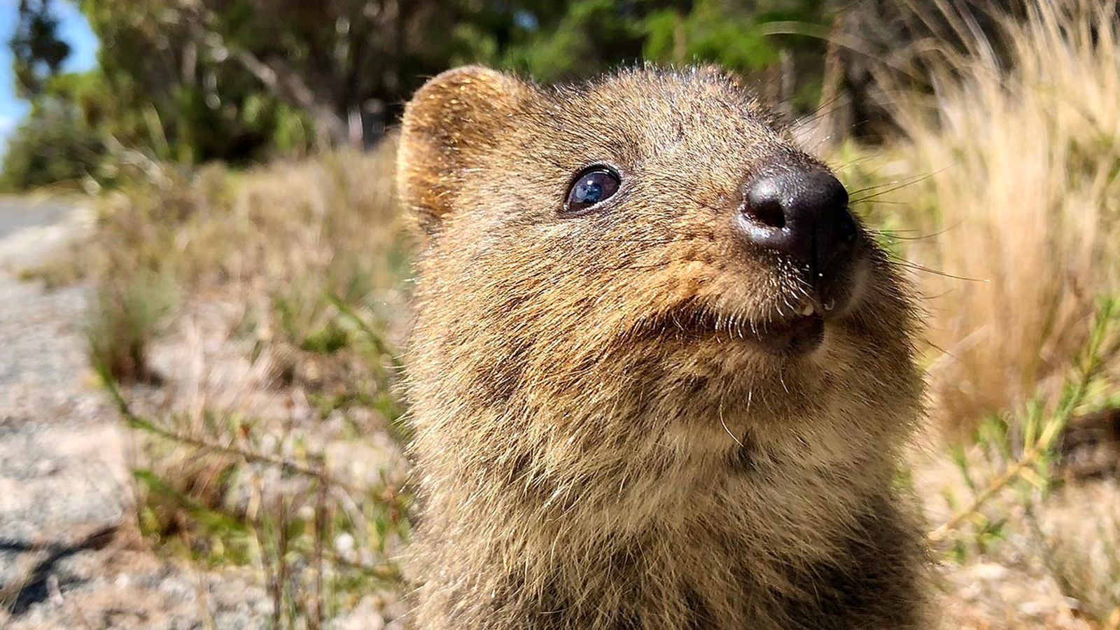 quokka portada
