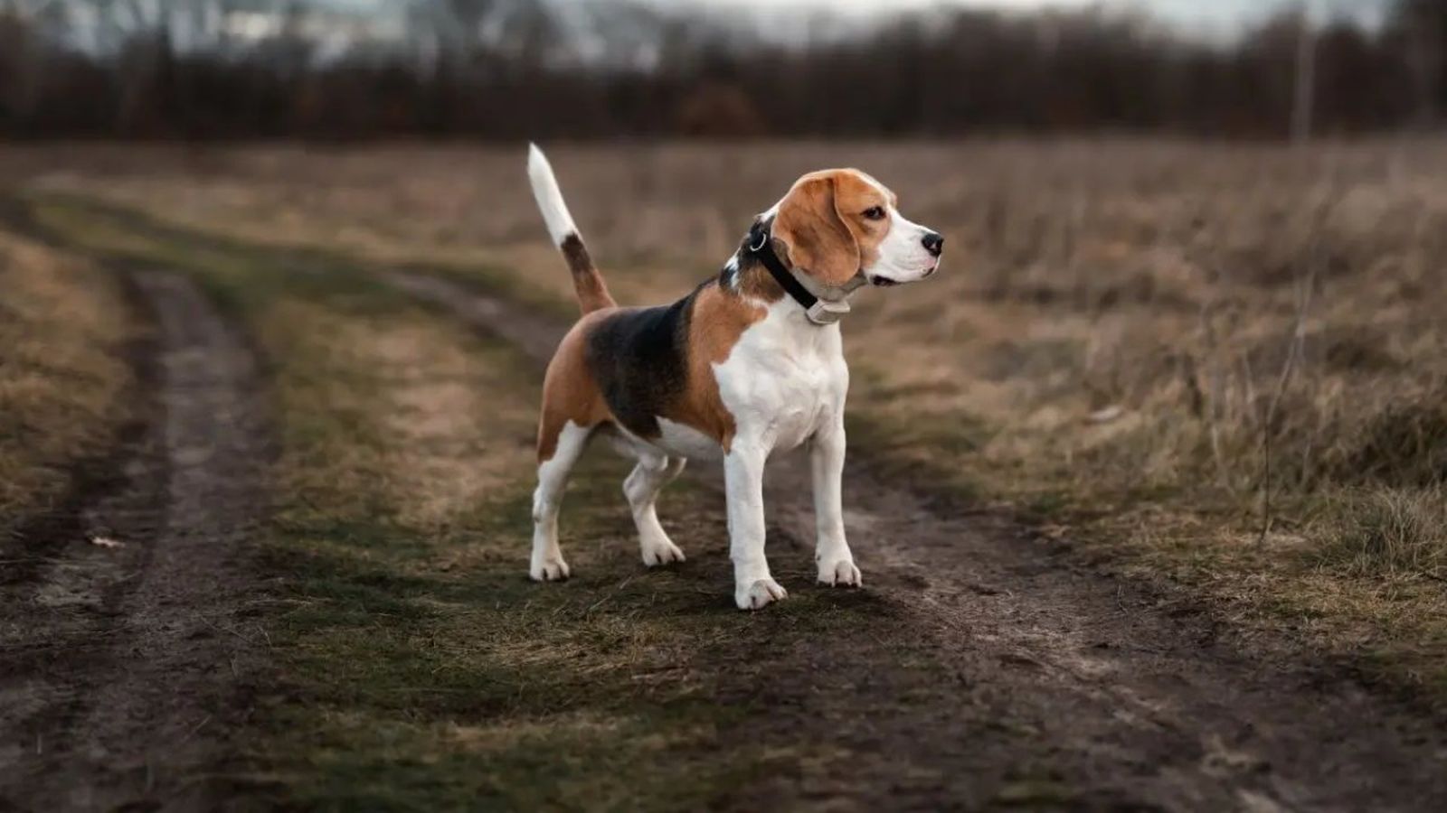localizadores gps para perros si
