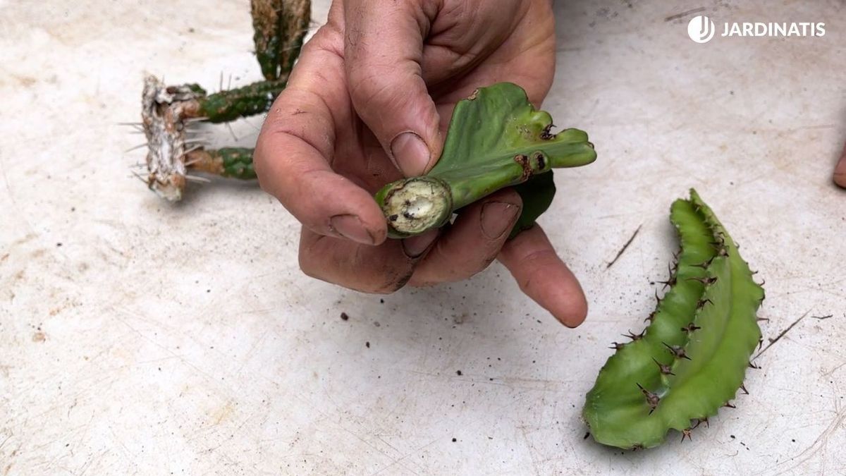 Reproducir euphorbias por esquejes es un método sencillo de aumentar tu colección