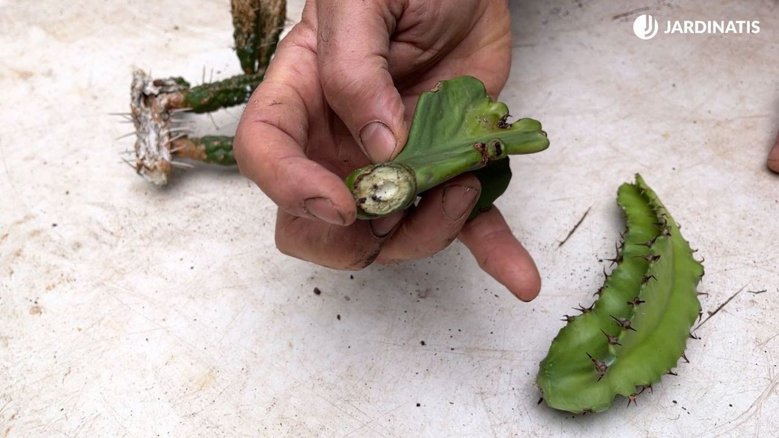 Reproducir euphorbias por esquejes es un método sencillo de aumentar tu colección