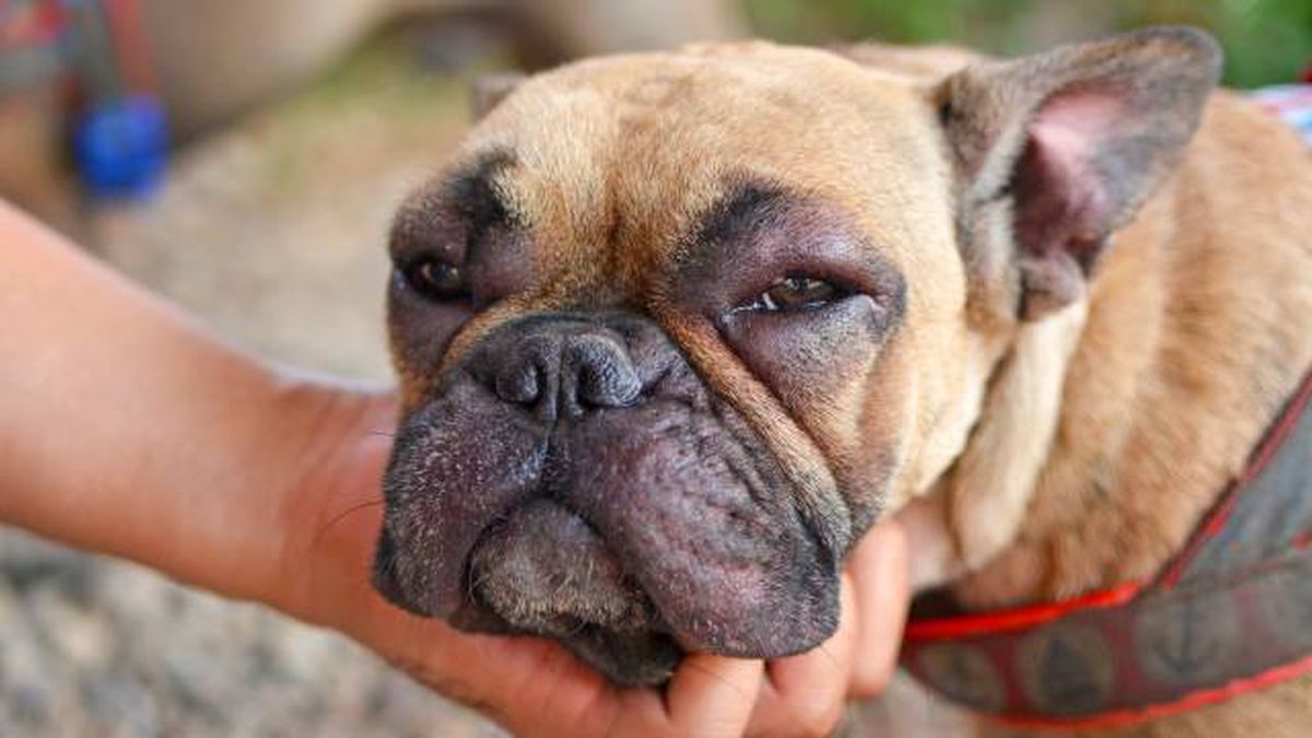 como identificar y tratar alergias en perros
