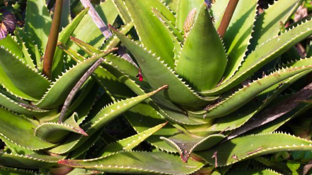 planta de aloe vera sabila propiedades medicinales