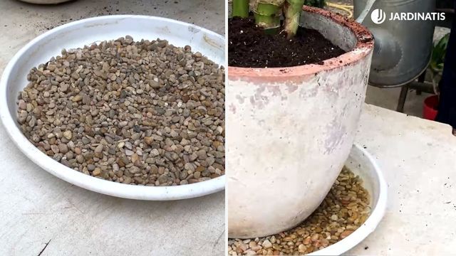 truco para mantener humedad en la dieffenbachia jardinatis 23 33