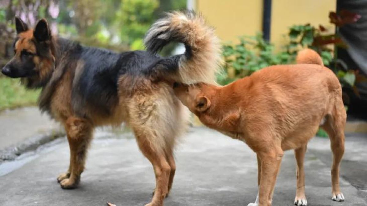 cuanto dura el celo de una perra 2