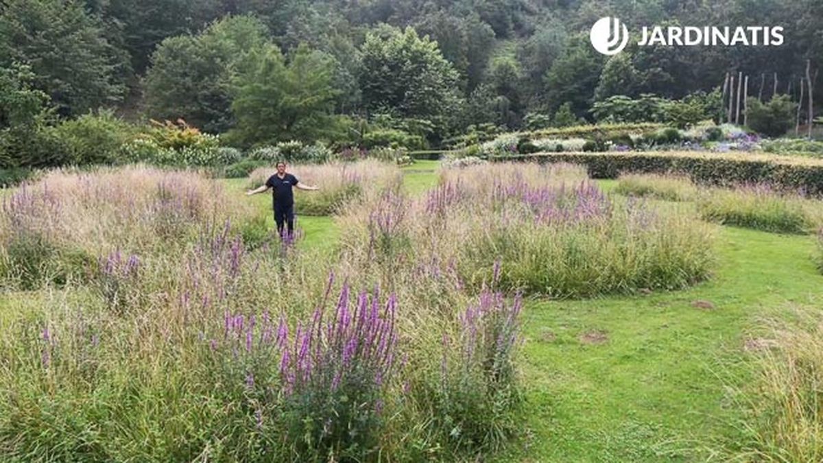 plantas para promover biodiversidad pradera