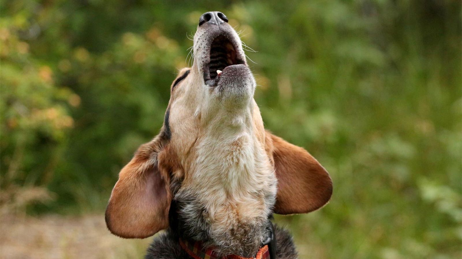 por que aullan los perros