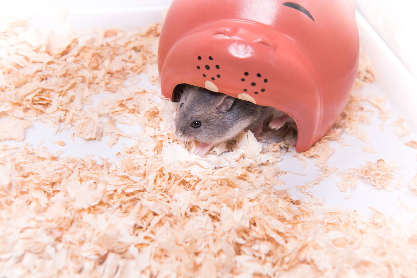 hamster robo