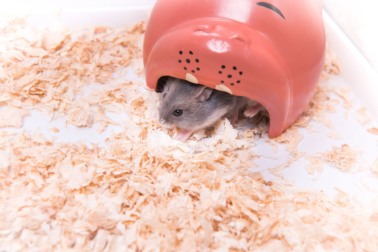 hamster robo