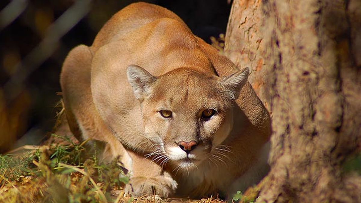 puma leon americano 8 agazapado