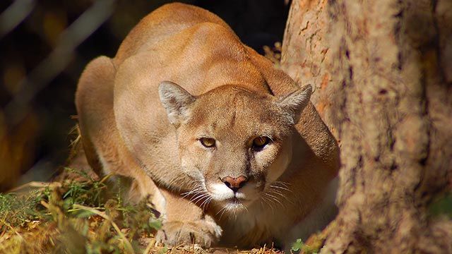 puma leon americano 8 agazapado