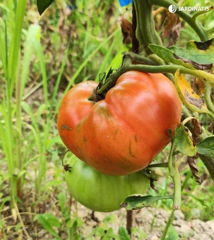 Planta de tomate