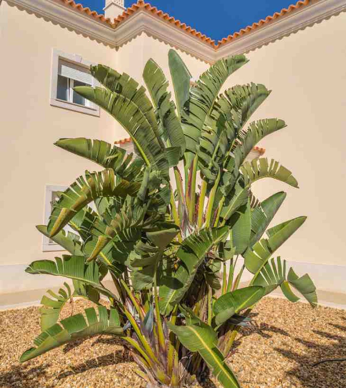 planta strelitzia nicolai exterior