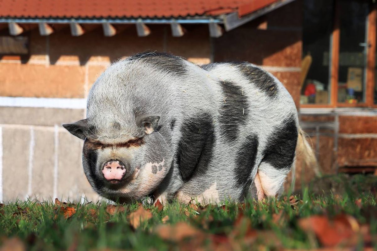 Una excelente opción para quienes buscan una mascota diferente y a la vez, atractiva.
