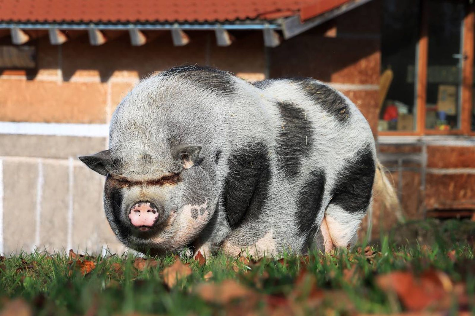 Una excelente opción para quienes buscan una mascota diferente y a la vez, atractiva.