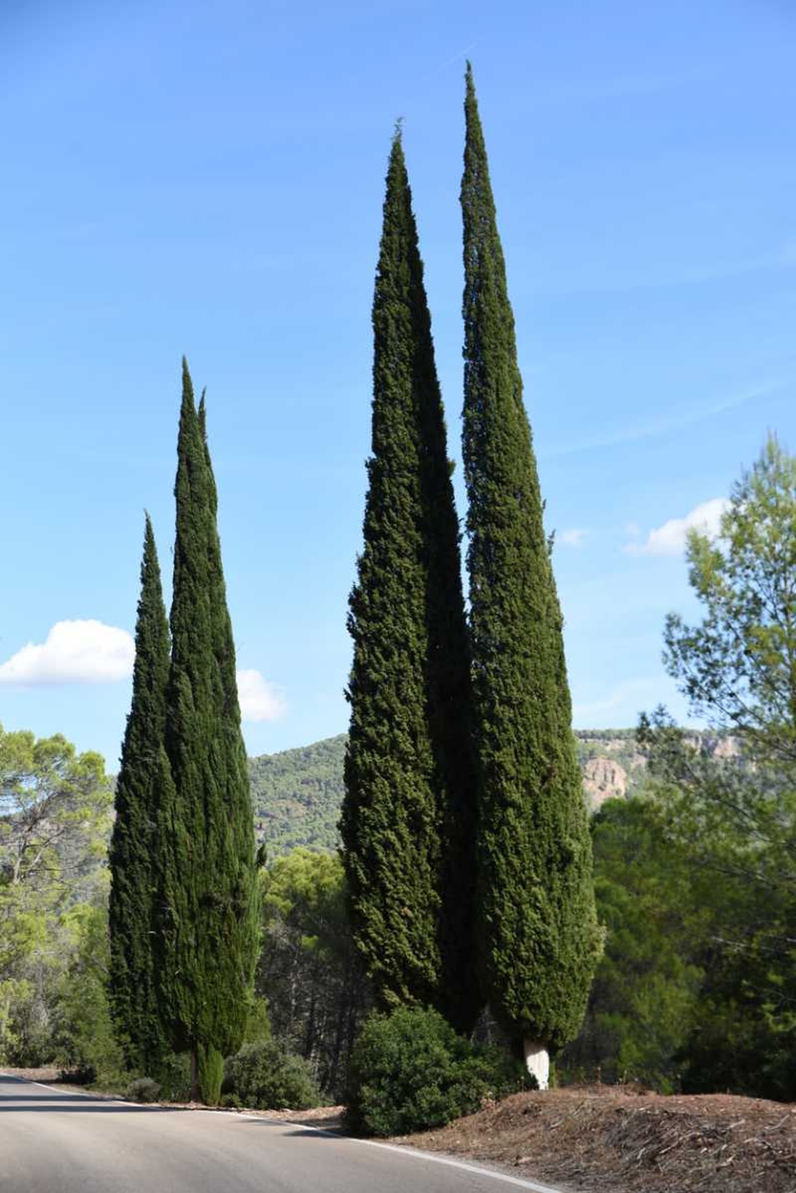 Árboles cipreses.