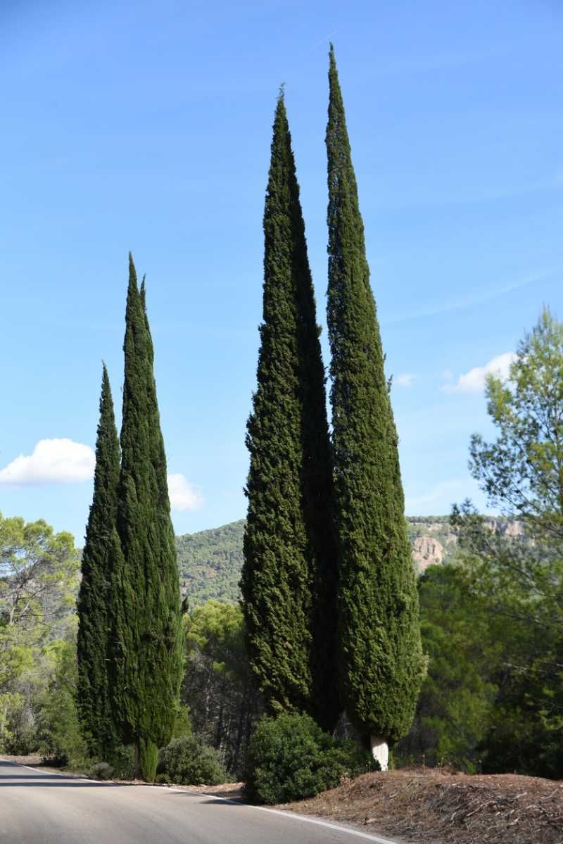 Árboles cipreses.