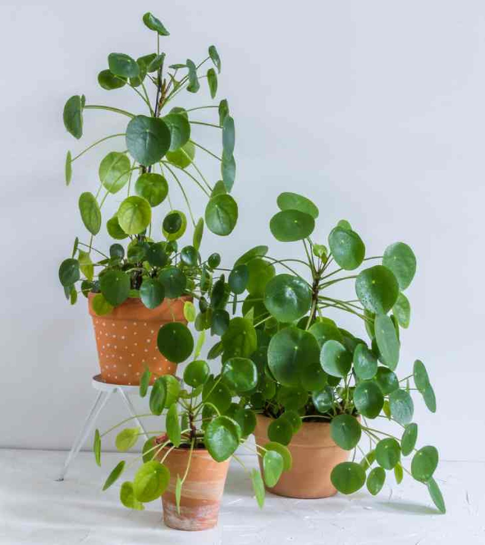 planta del dinero china cuidados