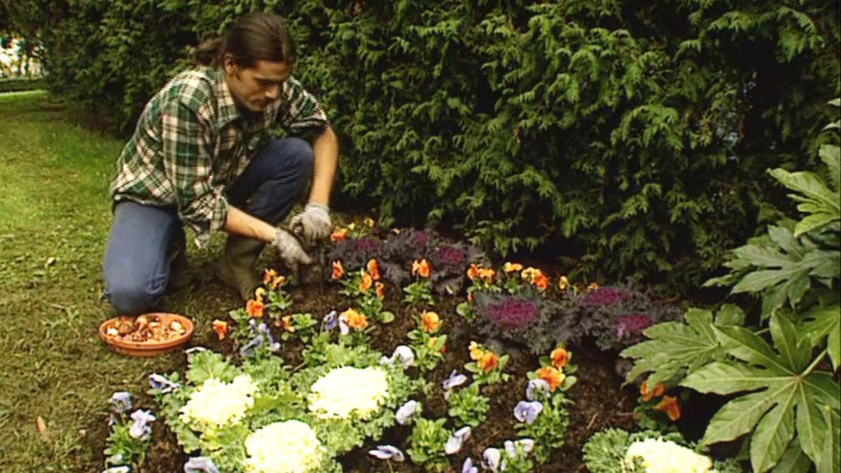 brico 091 jardin parterre flores invierno bulbos tulipanes