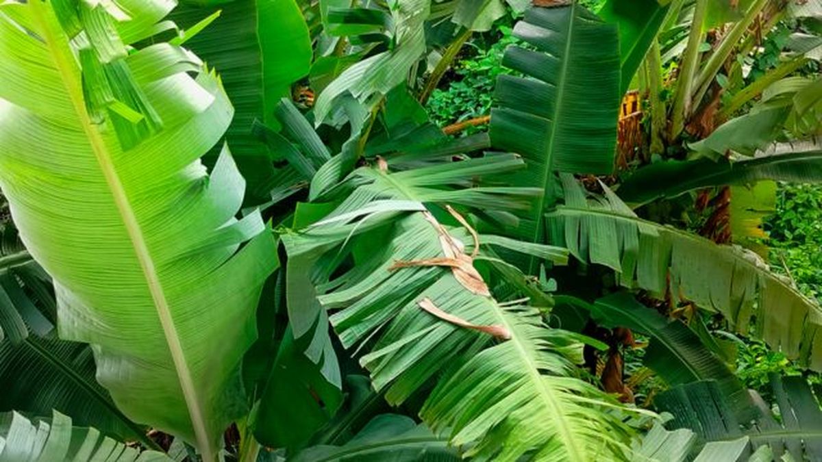 hojas bananero afectadas por el viento