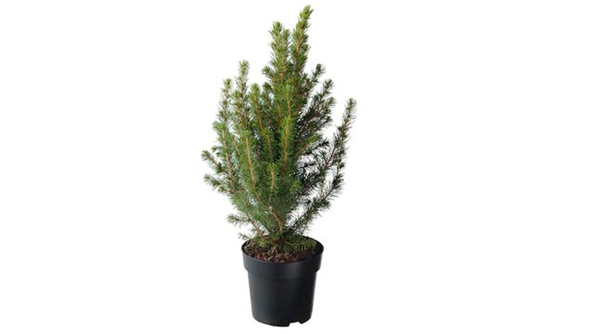 picea glauca conica