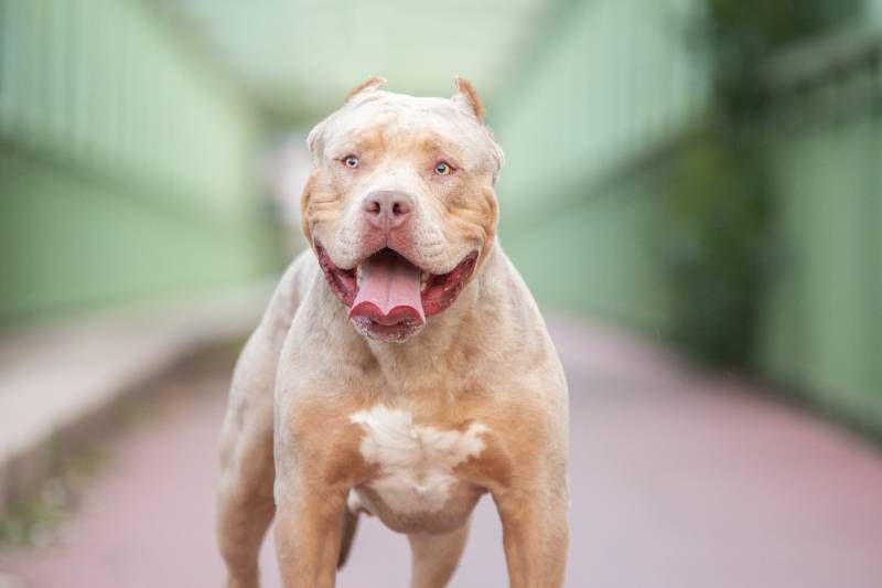 Dentro de la familia de los American Bully el XL es el que cuenta con un mayor tamaño.