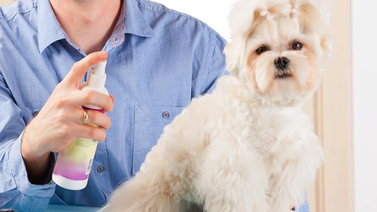 repelentes caseros contra pulgas garrapatas 3